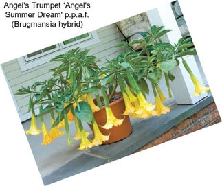 Angel\'s Trumpet ‘Angel\'s Summer Dream\' p.p.a.f. (Brugmansia hybrid)