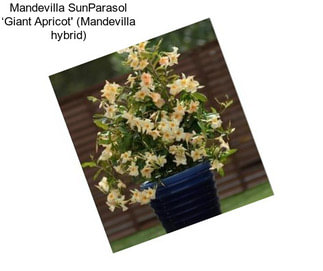 Mandevilla SunParasol ‘Giant Apricot\' (Mandevilla hybrid)