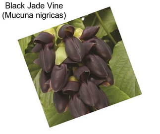 Black Jade Vine (Mucuna nigricas)
