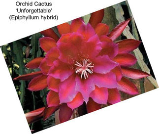 Orchid Cactus ‘Unforgettable\' (Epiphyllum hybrid)