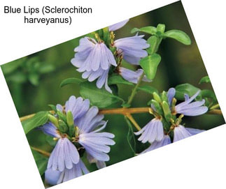 Blue Lips (Sclerochiton harveyanus)