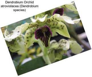 Dendrobium Orchid atroviolacea (Dendrobium species)