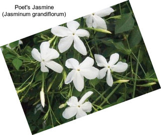 Poet\'s Jasmine (Jasminum grandiflorum)