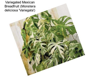 Variegated Mexican Breadfruit (Monstera deliciosa \'Variegata\')