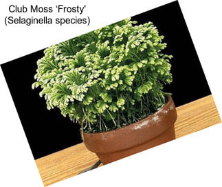 Club Moss ‘Frosty\' (Selaginella species)