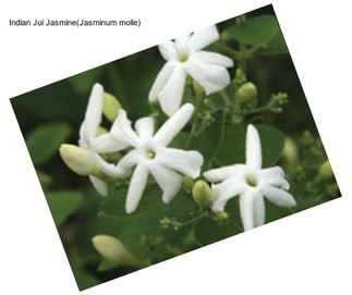 Indian Jui Jasmine(Jasminum molle)