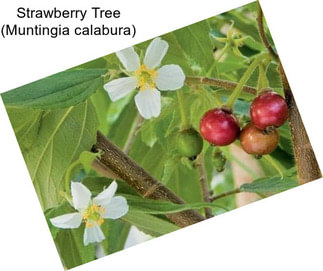 Strawberry Tree (Muntingia calabura)