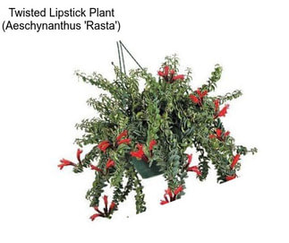 Twisted Lipstick Plant (Aeschynanthus \'Rasta\')