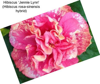 Hibiscus ‘Jennie Lynn\' (Hibiscus rosa-sinensis hybrid)