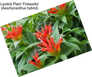 Lipstick Plant ‘Fireworks\' (Aeschynanthus hybrid)