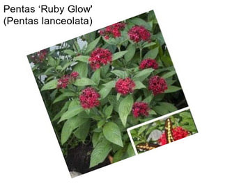 Pentas ‘Ruby Glow\' (Pentas lanceolata)
