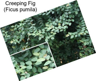 Creeping Fig (Ficus pumila)