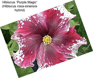 Hibiscus ‘Purple Magic\' (Hibiscus rosa-sinensis hybrid)