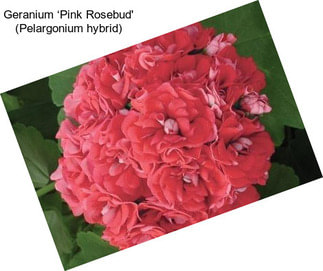 Geranium ‘Pink Rosebud\' (Pelargonium hybrid)