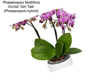 Phalaenopsis Multiflora Orchid ‘Girl Talk\' (Phalaenopsis hybrid)