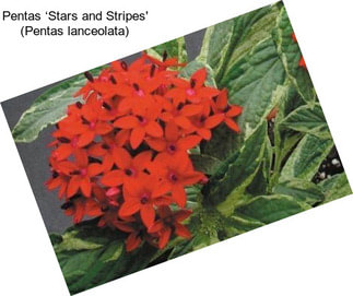 Pentas ‘Stars and Stripes\' (Pentas lanceolata)