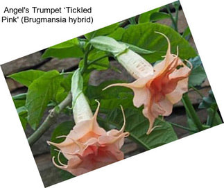 Angel\'s Trumpet ‘Tickled Pink\' (Brugmansia hybrid)