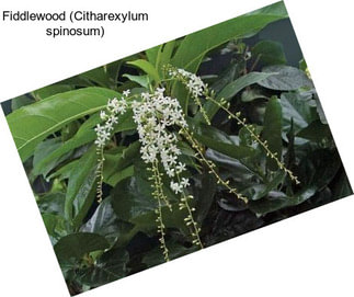 Fiddlewood (Citharexylum spinosum)