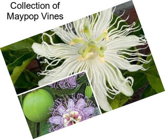 Collection of Maypop Vines