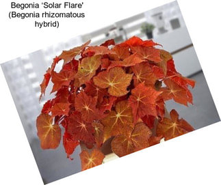 Begonia ‘Solar Flare\' (Begonia rhizomatous hybrid)