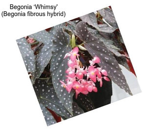 Begonia ‘Whimsy\' (Begonia fibrous hybrid)