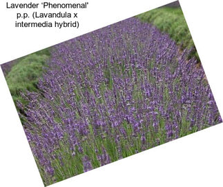 Lavender ‘Phenomenal\' p.p. (Lavandula x intermedia hybrid)