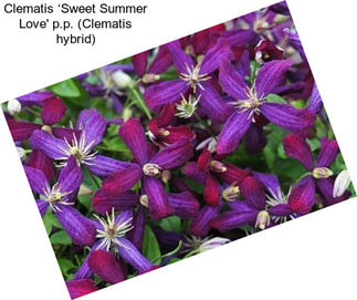 Clematis ‘Sweet Summer Love\' p.p. (Clematis hybrid)