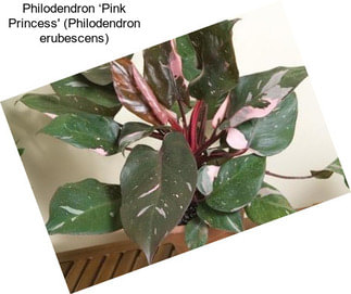 Philodendron ‘Pink Princess\' (Philodendron erubescens)