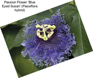 Passion Flower ‘Blue Eyed Susan\' (Passiflora hybrid)