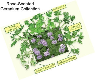 Rose-Scented Geranium Collection
