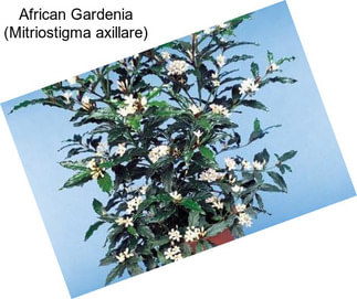 African Gardenia (Mitriostigma axillare)