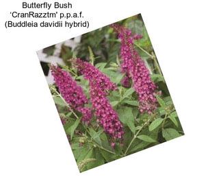 Butterfly Bush ‘CranRazztm\' p.p.a.f. (Buddleia davidii hybrid)