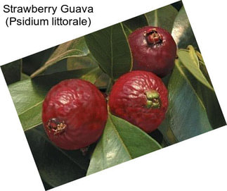 Strawberry Guava (Psidium littorale)