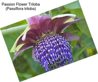 Passion Flower Triloba (Passiflora triloba)