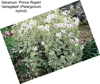 Geranium ‘Prince Rupert Variegated\' (Pelargonium hybrid)