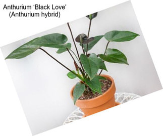 Anthurium ‘Black Love\' (Anthurium hybrid)