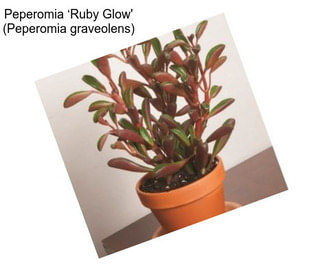 Peperomia ‘Ruby Glow\' (Peperomia graveolens)