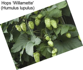 Hops ‘Willamette\' (Humulus lupulus)