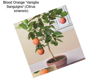 Blood Orange ‘Vaniglia Sanguigno\' (Citrus sinensis)