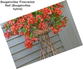 Bougainvillea ‘Firecracker Red\' (Bougainvillea hybrid)