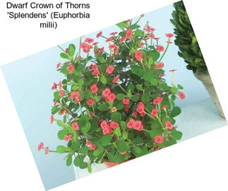 Dwarf Crown of Thorns \'Splendens\' (Euphorbia milii)