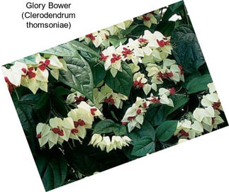 Glory Bower (Clerodendrum thomsoniae)