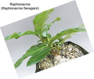 Raphionacme (Raphionacme flanaganii)