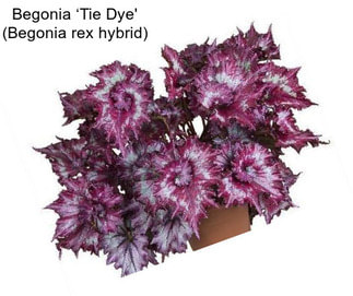 Begonia ‘Tie Dye\' (Begonia rex hybrid)