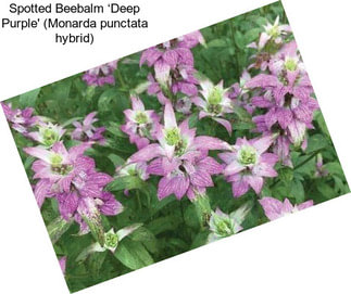 Spotted Beebalm ‘Deep Purple\' (Monarda punctata hybrid)