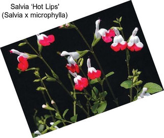 Salvia ‘Hot Lips\' (Salvia x microphylla)
