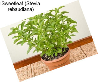 Sweetleaf (Stevia rebaudiana)