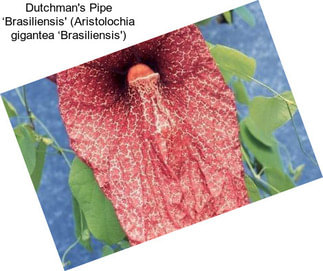 Dutchman\'s Pipe ‘Brasiliensis\' (Aristolochia gigantea ‘Brasiliensis\')