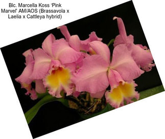 Blc. Marcella Koss ‘Pink Marvel\' AM/AOS (Brassavola x Laelia x Cattleya hybrid)