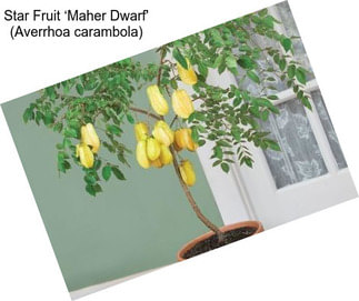 Star Fruit ‘Maher Dwarf\' (Averrhoa carambola)